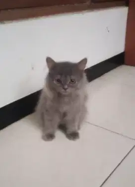 Kucing Persia Jantan umur 3bln Gimbul Flatnose, Sehat Lucu imut