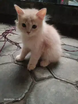 Kucing Persia Jantan umur 3bln, Gimbul Flatnose, Sehat Lucu imut