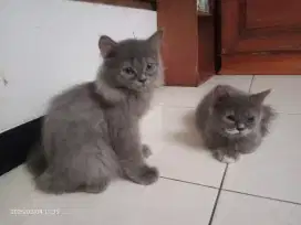 Kucing Persia Jantan umur 3bln, Gimbul Flatnose, Sehat Lucu imut