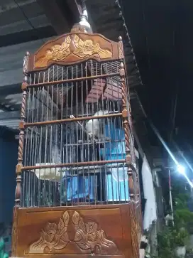 jual burung perjak putih bunyi