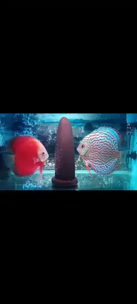Ikan Discuss Berbagai Umur Murah