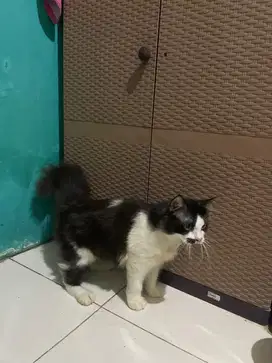 Open adopt kitten
