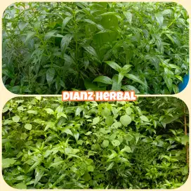 Daun sambiloto 500 gram