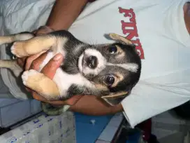 Anak anjing chihuahua mix