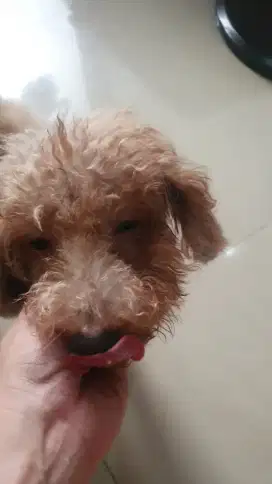 Poodle red indukan