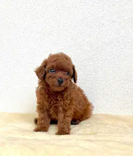 teacup red poodle