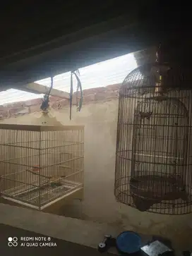 sangkar burung 3