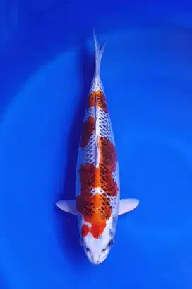 Koi Kujaku Super Quality