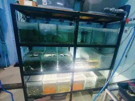 Rak holo aquarium + Aquarium sesuai foto