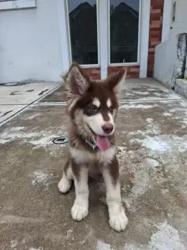 Giant Alaskan Malamute 3 Bulan