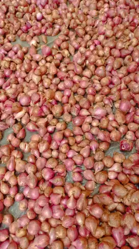 BAWANG MERAH KERING 1 KG