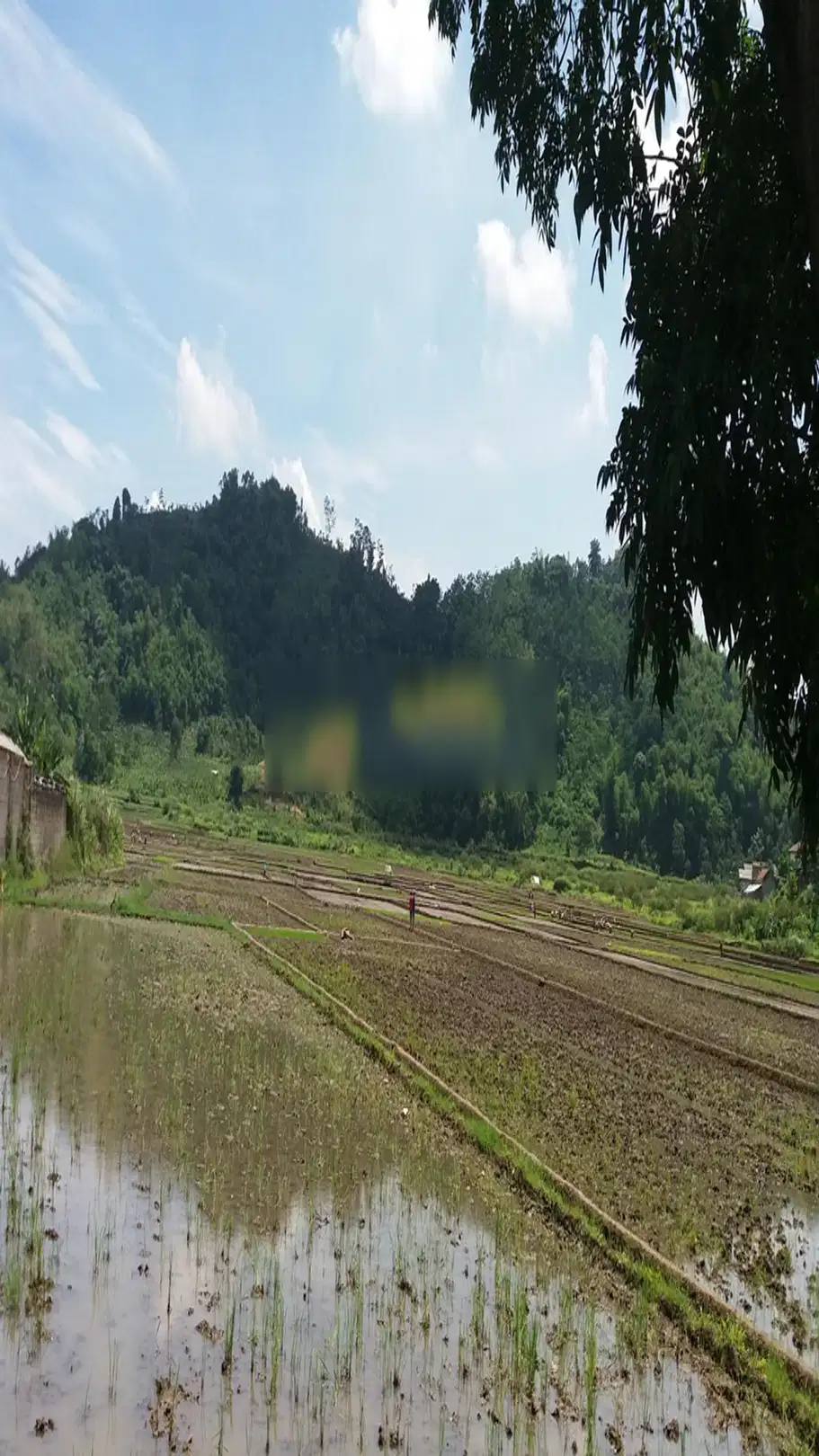 tanah sawah mainroad jln raya cipatik pataruman soreang