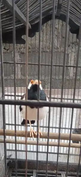 Burung jalak uren