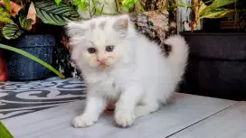 Kucing persia kitten