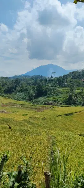 Dijual Sawah Cimanggu Bojonggenteng