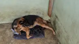 Dijual anak anjing ras herder