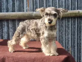 Anjing Miniature Schnauzer