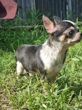CHIHUAHUA JANTAN READY