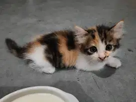 Kitten mix persmed x munchkin ns