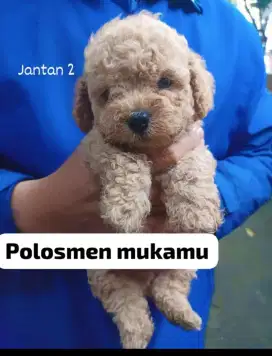 Poodle dijual cakep cakep