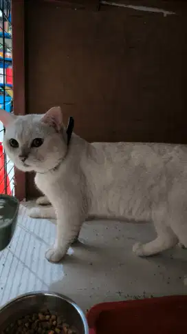 Kucing BSH putih cowok