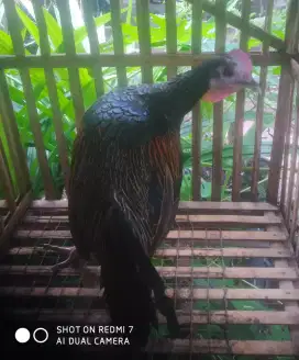 Jagoan ayam hutan hijau.