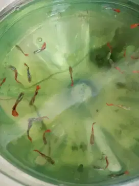 Ikan Guppy remaja