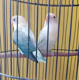 BURUNG LOVE BIRD BIOLA AQUA PIED BL2 X BIOLA PB EUWING.