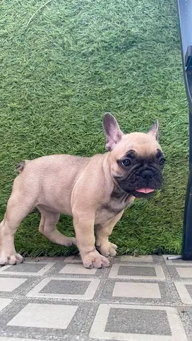 French Bulldog female black mask fawn 2 month