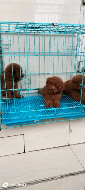 Anakan toy Poodle  merah