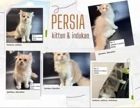 Kitten Persia Jantan Betina Indukan