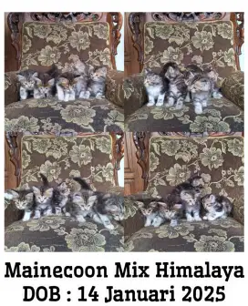 Kucing Mainecoon Mix Himalaya