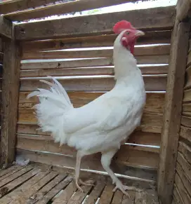 Jual ayam bekisar putih atau bekiput 7 bln up kokok kota batu