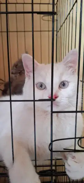 Kucing Putih Albino Langkah