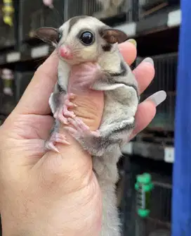 sugar glider joey classic grey jantan