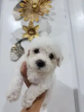 Anakan Bichon Jantan Murah