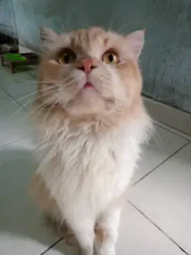 Kucing Persia pekantan