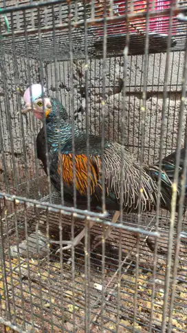 Hasil Ternak Ayam Hutan Dewasa Generasi 1