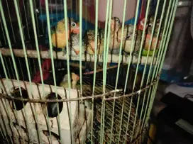 Lolohan Lovebird Warna Warni 40 harian 7 ekor