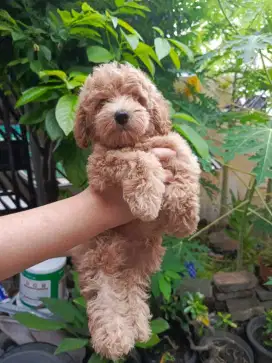 Jual Anak Anjing Poodle