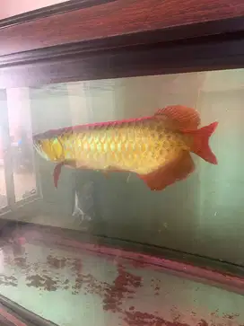 Ikan Arwana Merah