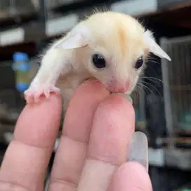 sugar glider leucistik jantan