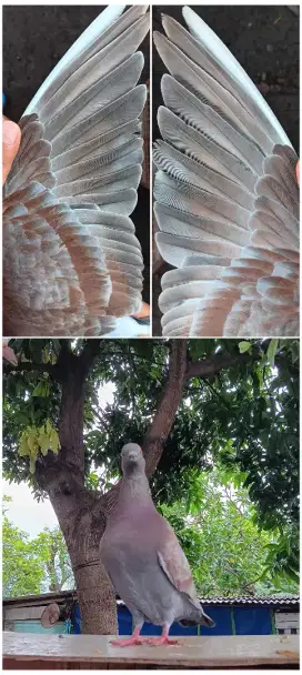 merpati doro tinggian