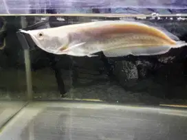 Arwana silver albino