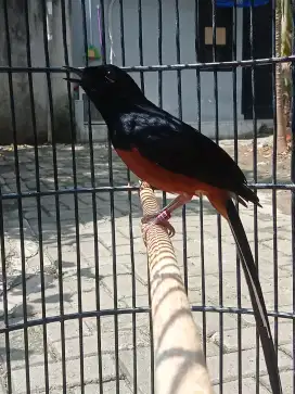 Burung murai medan