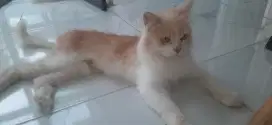 Kucing persia betina