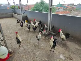 Ayam kampung arab