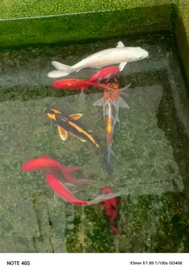 Ikan KOI besar 27cm dan ikan lain