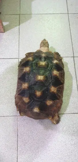 Dijual sulcata jantan 31cm