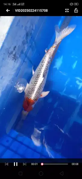 Koi kujaku 36cm